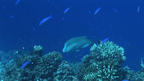 Female napoleon wrasse on a coral reef