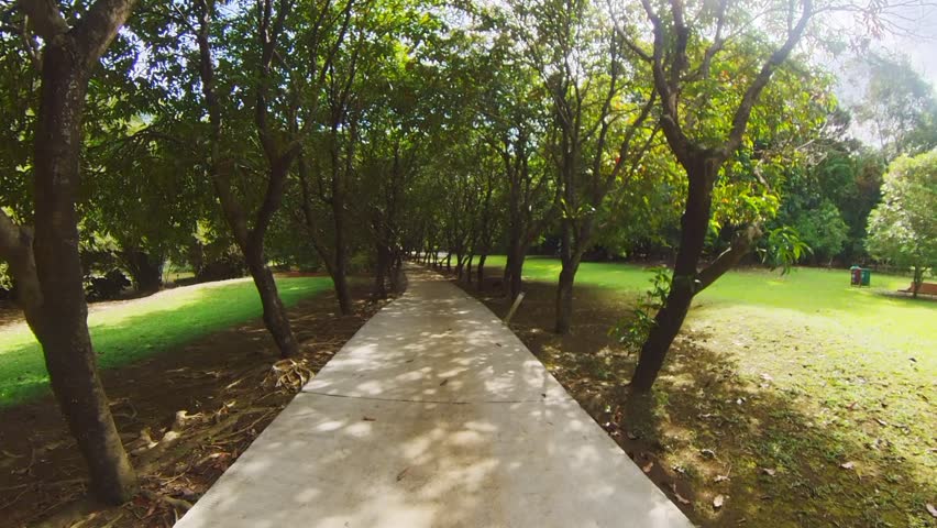 the atmosphere of a small garden path with lush trees on the sides