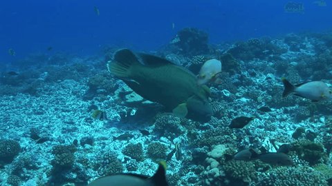 napoleon wrasse on the coral reef