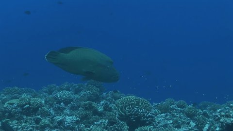 napoleon wrasse on a coral reef