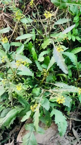 yellowcress, possibly a species like Rorippa palustris (marsh yellowcress) or Rorippa amphibia (greater yellowcress), 