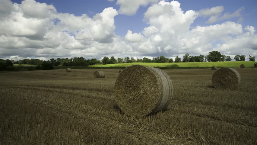 Panorama of agricultural fields on a sunny summer day. Mown grain and compressed round haystacks on the hills. Latvia