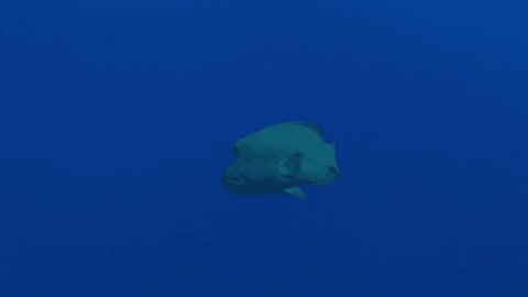 napoleon wrasse in the blue
