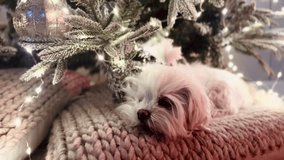 Cute White Dog Resting on Cushion Under Christmas Tree – Cozy Holiday Video - Powered by Shutterstock - Get 15% off with code: PIKWIZARD15