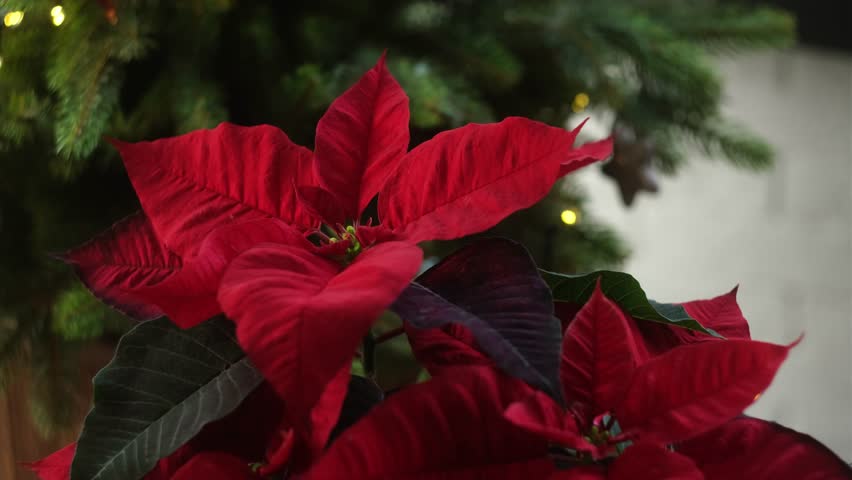 Poinsettia, red flowers on Christmas tree background. Cozy Christmas home decor. 