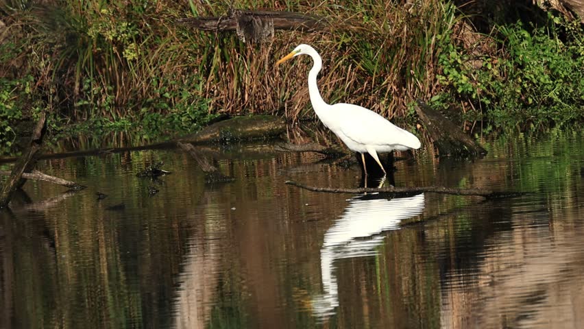 Great white egret wading through shallow water, great white egret in the sunshine, red branches reflected in the pond, great white egret searching for fish, red leaves in autumn, sunny autumn day