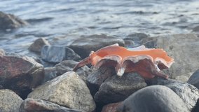 A colorful seashell on rocky shore as gentle waves from the Gulf of Aqaba wash over it, creating a close-up natural coastal scene. - Powered by Shutterstock - Get 15% off with code: PIKWIZARD15