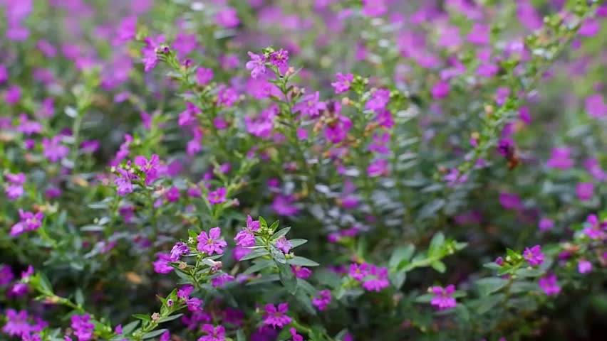 macro closeup of beautiful purple flower garden