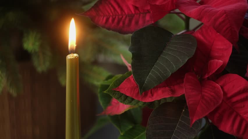 Christmas home decor. Candle glowing on background of Christmas tree and red flowers of poinsettia