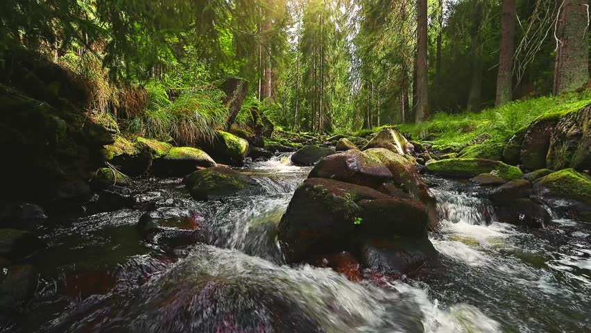Static 4K footage of a forest stream with clear flowing water and soft birdsong. Relaxing natural ambience captured in a peaceful woodland setting, perfect for meditation and nature videos.