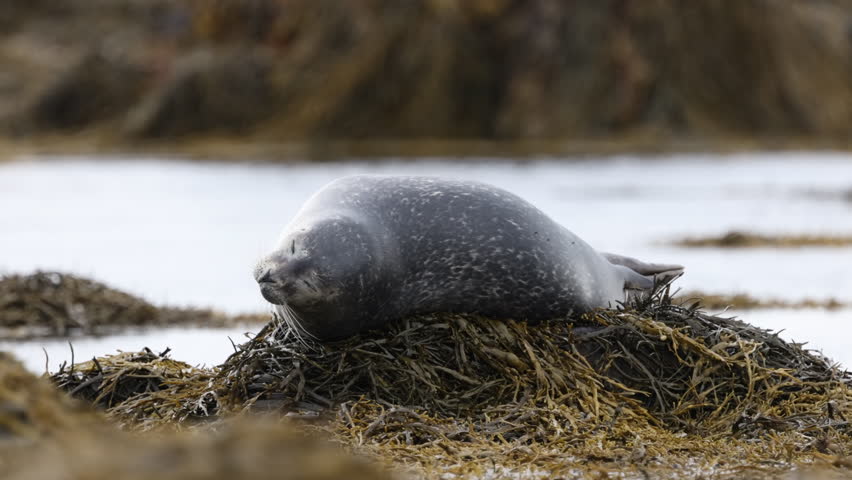 Grey seal looking toward the camera
A grey seal resting on seaweed and gazing directly at the camera in Iceland, 2025
