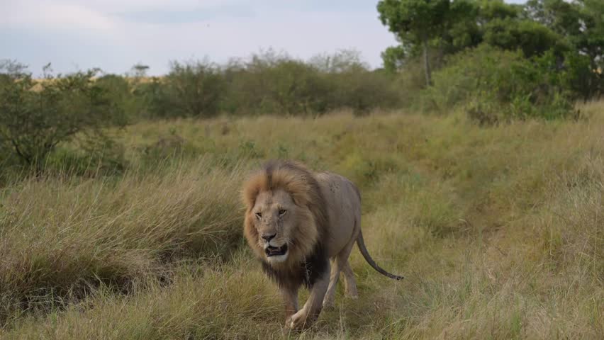 Male lion roaming across the Maasai Mara grasslands. The Raw power and grace.