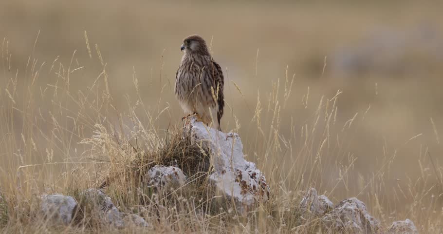 Common Kestrel (Falco tinnunculus) Perched on a Rock in Dry Grassland