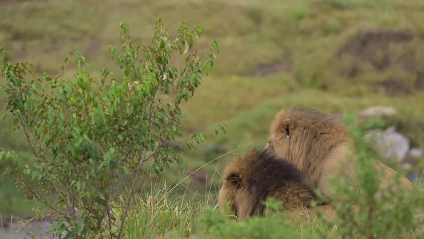 Male lion roaming across the Maasai Mara grasslands. The Raw power and grace.