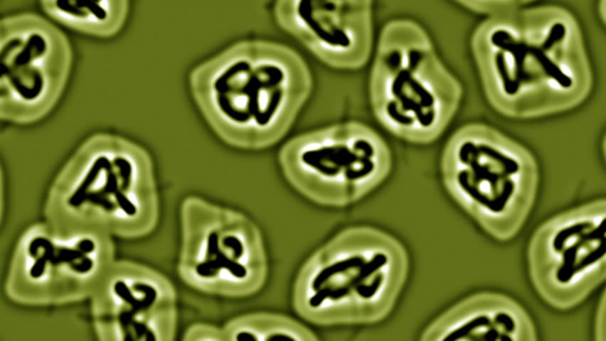 Scientific animation showing chromosomes separating during the anaphase of cellular division