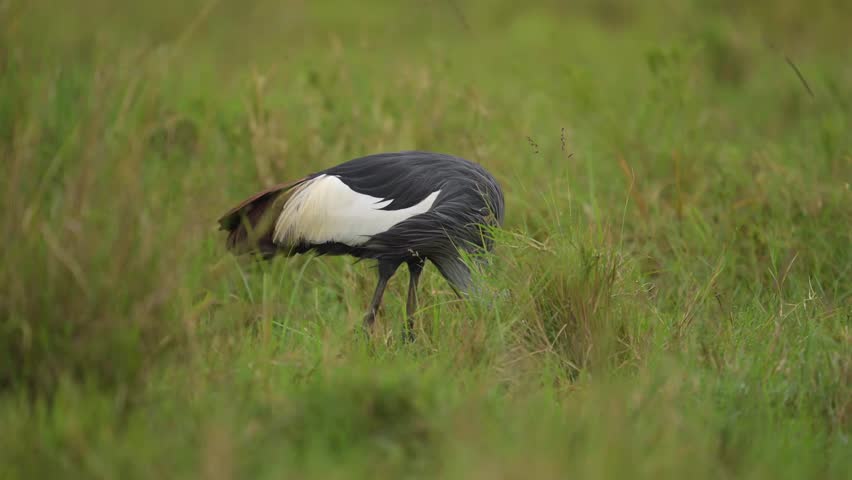 Majestic and graceful. Grey Crowned Cranes sweeping across the Mara plains
