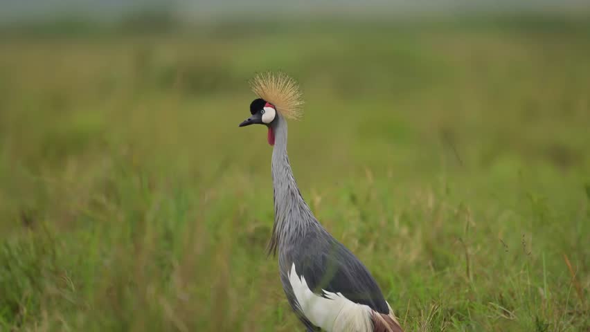Majestic and graceful. Grey Crowned Cranes sweeping across the Mara plains