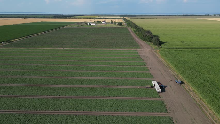This aerial journey showcases endless rows of green vegetables under the bright sun. Fields stretch to the horizon, depicting the beauty of agriculture. Witness farming life from above.