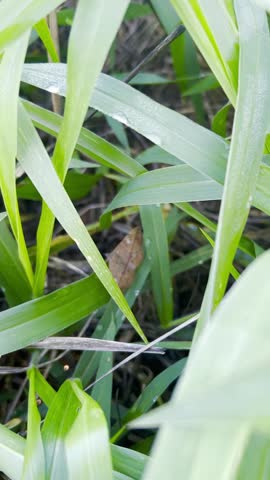 moths of armyworm  Spodoptera sp (Lepidoptera: Noctuidae) attacking grass pasture field