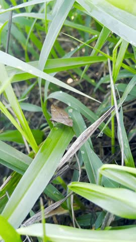 moths of armyworm  Spodoptera sp (Lepidoptera: Noctuidae) attacking grass pasture field