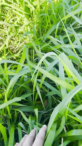moths of armyworm  Spodoptera sp (Lepidoptera: Noctuidae) attacking grass pasture field