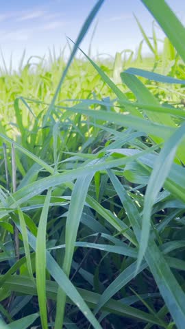 moths of armyworm  Spodoptera sp (Lepidoptera: Noctuidae) attacking grass pasture field