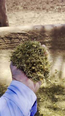 Animals and feed in feedlot system. High technology in animal nutrition a confinement