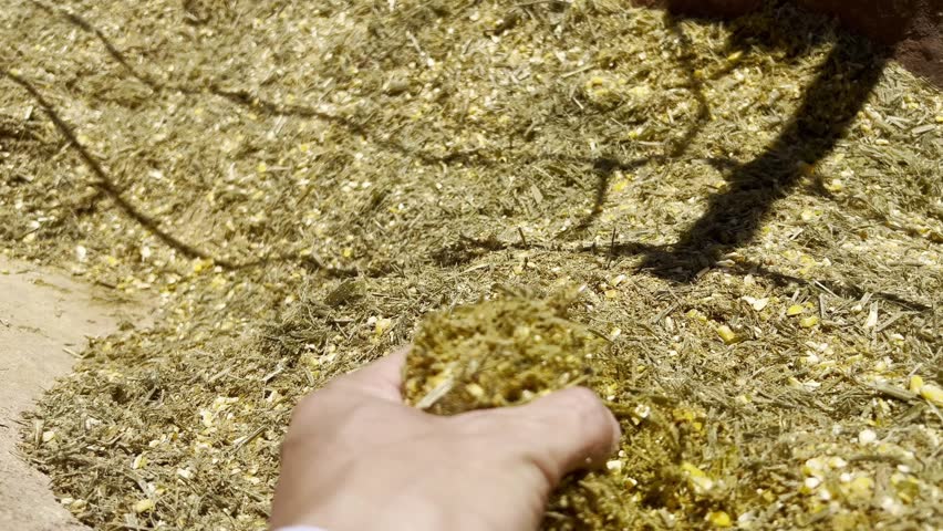 Animals and feed in feedlot system. High technology in animal nutrition a confinement