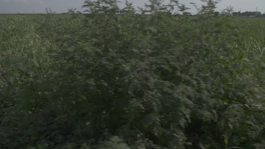 Tall Grass Field - Dolly Shot