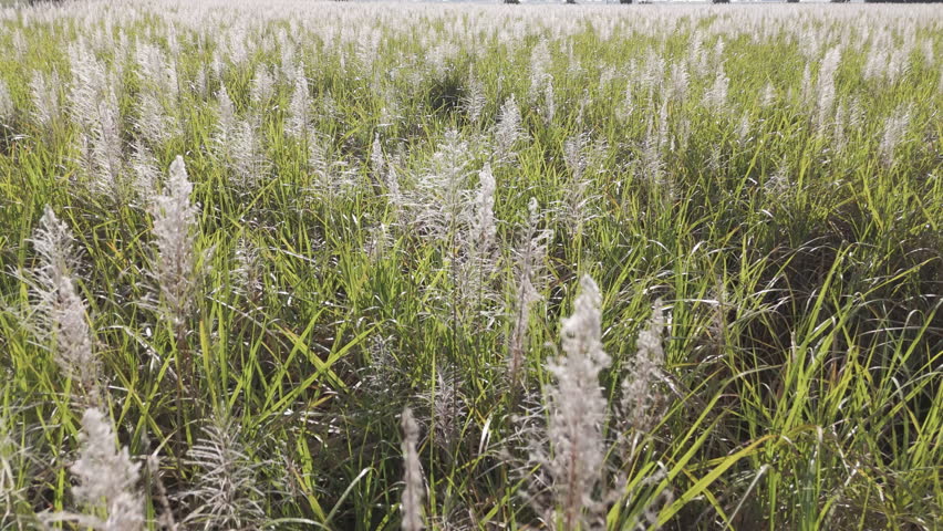 Tall Grass Field And Clouds