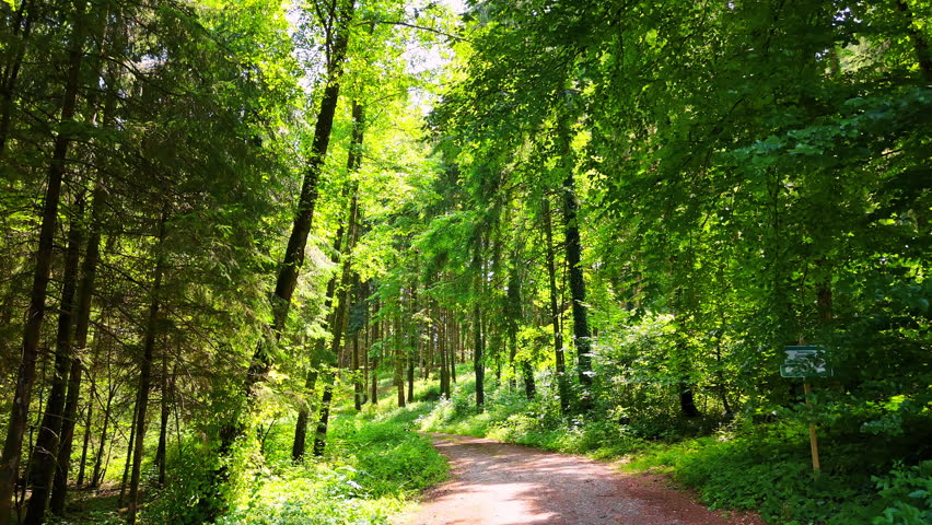 Walk by the ground road in the beautiful wood. Lovely sunny summer day in the nature.