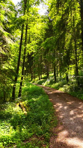 Lovely walk in the beautiful summer forest. Slow stroll by the ground road in the wood. Vertical video.