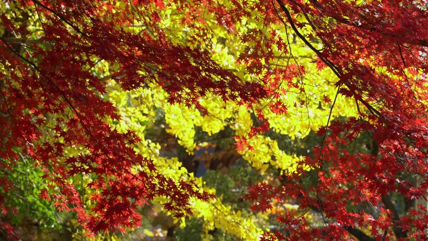 Red And Yellow Leaves in Obu Parks