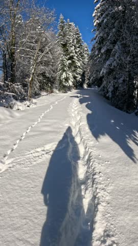Shadow of a person walking on a snowy path through a beautiful winter forest on a sunny day, leaving footprints in the deep, fresh powder snow under a clear blue sky