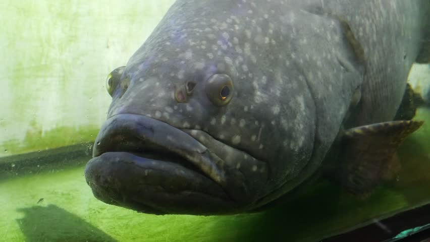 Fish in tank at restaurant