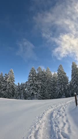 First person perspective of hiking or snowshoeing on a path through a serene, snow covered landscape with a pristine evergreen forest under a bright, sunny blue sky on a beautiful winter day