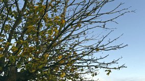 Autumn Tree Branches Swaying Against Clear Sky - Powered by Shutterstock - Get 15% off with code: PIKWIZARD15