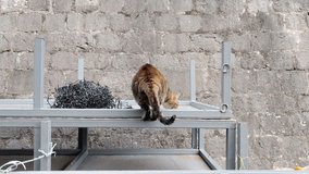 A large brown striped tabby cat sitting and eating food. The feline is positioned next to illuminated Christmas fairy string lights used for decoration.  - Powered by Shutterstock - Get 15% off with code: PIKWIZARD15