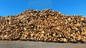 Large stack of freshly cut timber logs piled high at a lumber yard under clear blue skies. Natural wood texture, forestry industry and logging operations captured in bright daylight - Powered by Shutterstock - Get 15% off with code: PIKWIZARD15