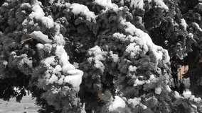 winter man on a walk you can see snow-covered trees snow branches man hand holding bush with berries - Powered by Shutterstock - Get 15% off with code: PIKWIZARD15