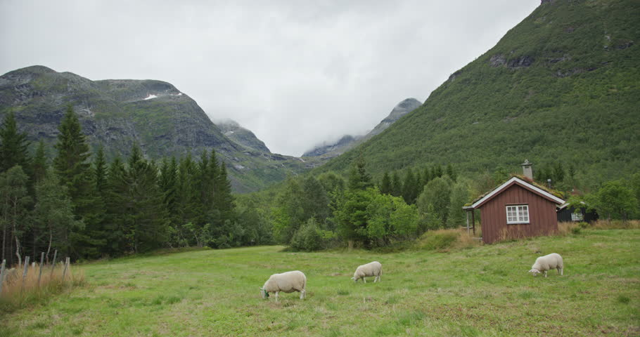 Sheep Grazing by Red Cabin in Mountain Valley, Western Norway