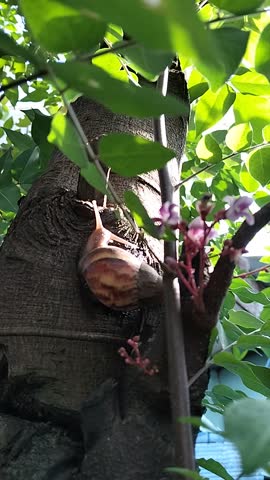 A snail climbing a blooming starfruit tree trunk in the bright morning light