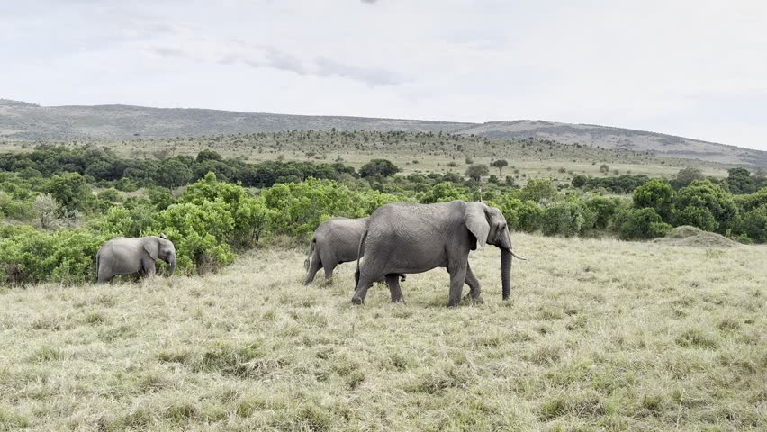 A family of African elephants walking together across the grasslands of the Masai Mara National Park with trees and hills in the background.
