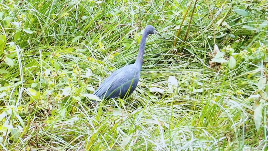 Small Blue Heron in the middle of the grassy land foraging