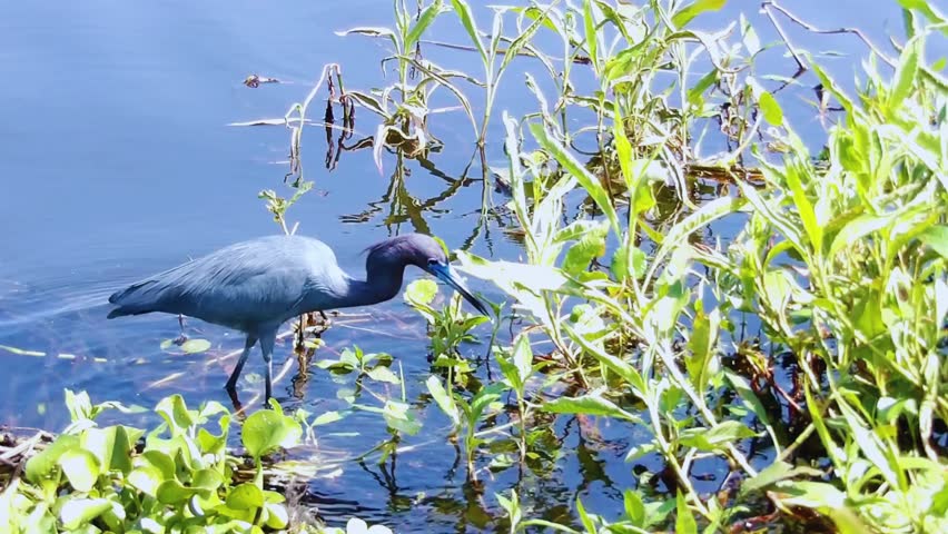 small blue Heron foraging in the side of the lake 