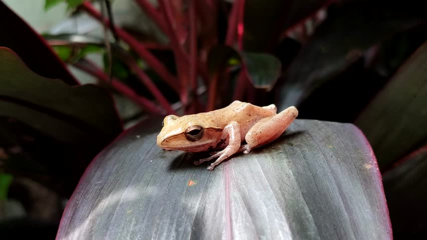Chunam tree frog or Indian tree frog (Polypedates maculatus). which perches on green leaves