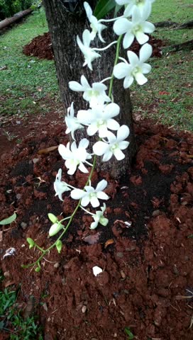 Dendrobium Allegra orchid blooms beautifully in the garden, this orchid is a hybrid of the genus Dendrobium