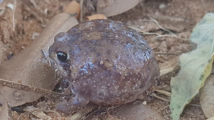 Desert rain frog at Chobe National Park in Botswana