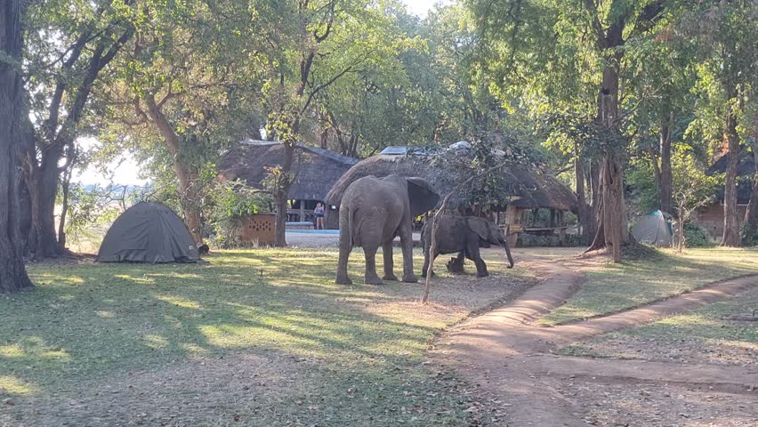 Elephants at a lodge in Zambia