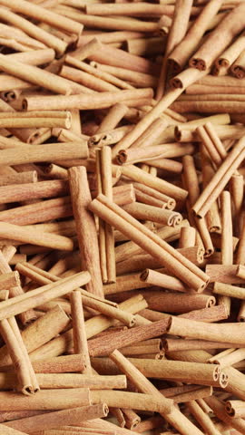 cinnamomum burmannii tree in sumatra, indonesia, southeast asia